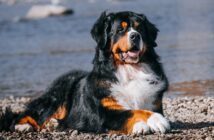 Berner Sennenhund: verschmuster Schoßhund im Großformat (Foto: Shutterstock-Eve Photography)