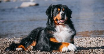 Berner Sennenhund: verschmuster Schoßhund im Großformat (Foto: Shutterstock-Eve Photography)