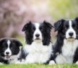 Border Collie: Der fleißigste Brite (Foto: Shutterstock-xkunclova )