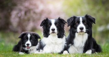 Border Collie: Der fleißigste Brite (Foto: Shutterstock-xkunclova )