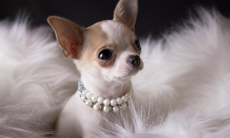 Mit der Lebenserwartung der Chihuahuas von 16 bis 18 Jahren geht für den Hundebesitzer auch eine eben so lange Verantwortung einher. (Foto: Shutterstock- Lilia Ognianova Simova )