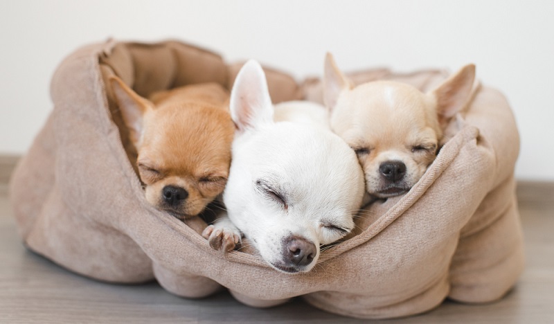 Bevor der Chihuahua-Welpe in sein neues Zuhause einziehen darf, muss es hundesicher gemacht werden. ( Foto: Shutterstock- Benevolente82 )