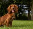 Cocker Spaniel: Der elegante und vornehme Engländer (Foto: Shutterstock-rebeccaashworth )