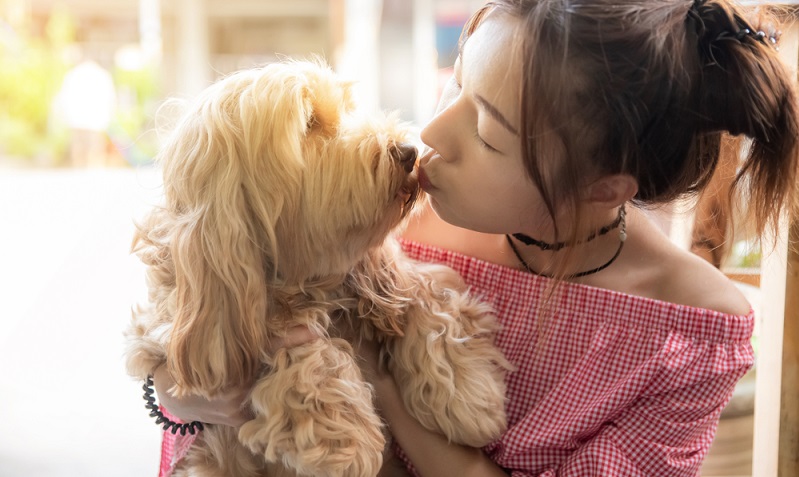 Er qualifiziert sich als Familienhund durch sein unkompliziertes, gutmütiges und fröhliches Wesen. Auch mit anderen Haustieren versteht sich der Cocker Spaniel in der Regel prima. (Foto: Shutterstock-_MT.PHOTOSTOCK )