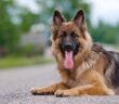 Deutscher Schäferhund: Die wohl bekannteste Hunderasse der Welt (Foto: Shutterstock- otsphoto )