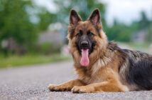 Deutscher Schäferhund: Die wohl bekannteste Hunderasse der Welt (Foto: Shutterstock- otsphoto )