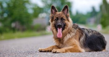 Deutscher Schäferhund: Die wohl bekannteste Hunderasse der Welt (Foto: Shutterstock- otsphoto )