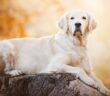 Golden Retriever: Seine Fangemeinde ist riesengroß L-N)