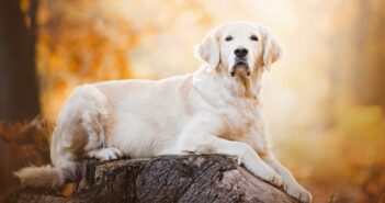 Golden Retriever: Seine Fangemeinde ist riesengroß L-N)