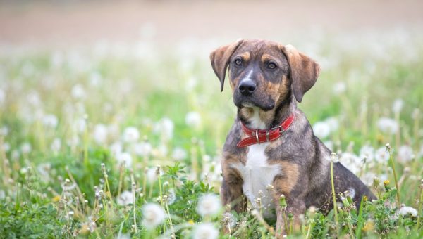 Hund geistig auslasten 11 sportliche Aufgaben, aber nur für smarte