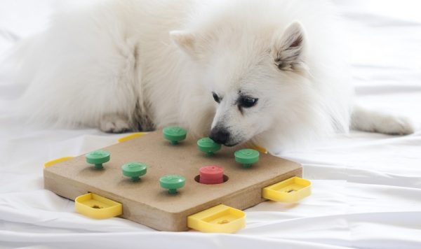 Hund geistig auslasten 11 sportliche Aufgaben, aber nur für smarte