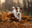 Jack Russel Terrier: Der kleine beliebte Engländer (Foto: Shutterstock-dezy)