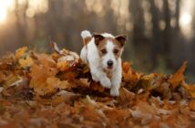 Jack Russel Terrier: Der kleine beliebte Engländer (Foto: Shutterstock-dezy)