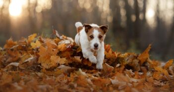 Jack Russel Terrier: Der kleine beliebte Engländer (Foto: Shutterstock-dezy)