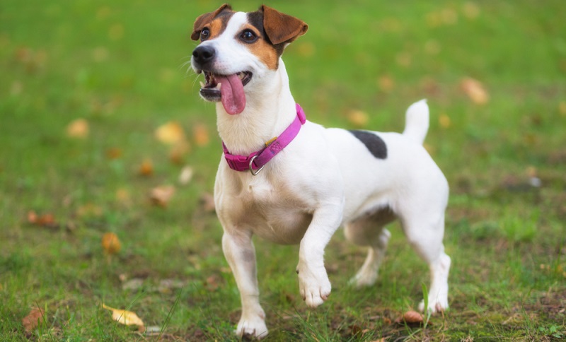 Wenn man vom kleinen Jack Russel Terrier spricht, sollte erwähnt werden, dass sein länglicher, rechteckiger Körper athletisch gebaut ist. ( Foto: Shutterstock-David Herraez Calzada _)