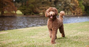 Labradoodle: Energiebündel und Überraschungsei (Foto: Shutterstock- The Dog Photographer_)