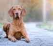 Magyar Vizsla: Vorstehhund zum Schmusen ( Foto: Shutterstock- TMArt_)