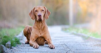 Magyar Vizsla: Vorstehhund zum Schmusen ( Foto: Shutterstock- TMArt_)