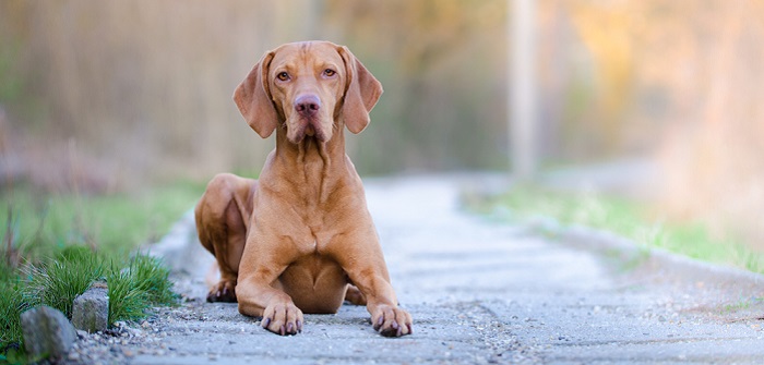 Magyar Vizsla: Vorstehhund zum Schmusen ( Foto: Shutterstock- TMArt_)
