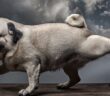 Mops: Charmeur auf vier Pfoten (Foto: Shutterstock-Seriv )