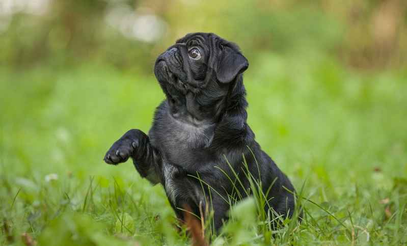 Im Großen und Ganzen ist der Mops ein erstaunlich robuster Hund. (Foto: Shutterstock-Rabsh)