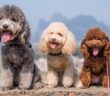 Pudel: Gelockte Schönheit mit Familiensinn (Foto: Shutterstock- Chendongshan )