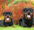 Rottweiler: Beschützer und wohliger Begleiter in Einem (Foto: Shutterstock-Rita_Kochmarjova)