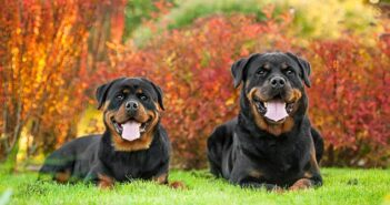 Rottweiler: Beschützer und wohliger Begleiter in Einem (Foto: Shutterstock-Rita_Kochmarjova)