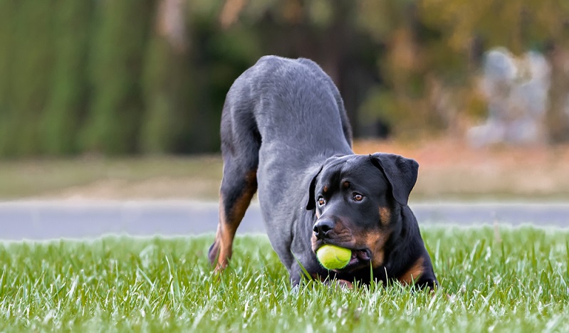 Ein ausgeglichener Rottweiler benötigt eine Auslastung sowohl geistiger als auch körperlicher Natur. ( Foto: Shutterstock-_Victoria Rak)