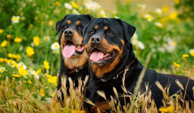Die Anschaffung eines Rottweiler ist mit einer sehr großen Verantwortung verbunden. (Foto: Shutterstock-everydoghasastory )