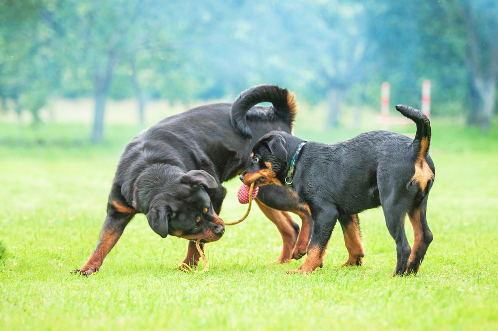 Der Rotti, wie der Rottweiler auch liebevoll genannt wird, zeichnet sich durch seinen mittelgroßen, athletischen und muskulösen Körperbau aus. ( Foto: Shutterstock-Eric Isselee _)