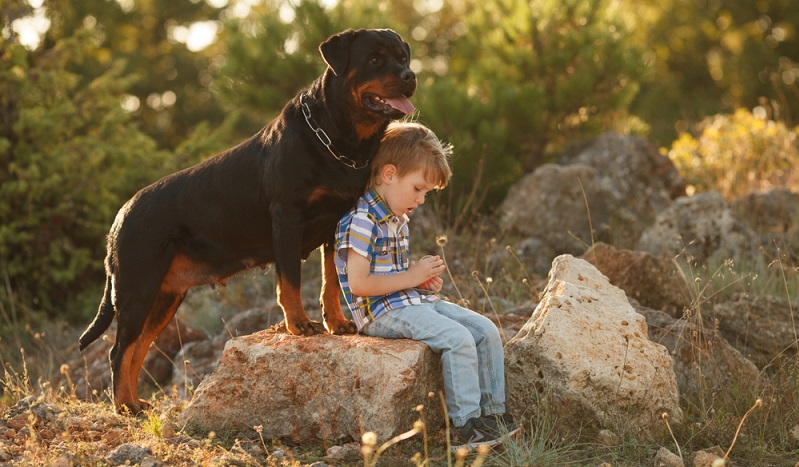 Bei einem Rottweiler kommt es in seinen Wesenszügen definitiv auf die Erziehung durch den Menschen an. ( Foto: Shutterstock- Serova_Ekaterina )