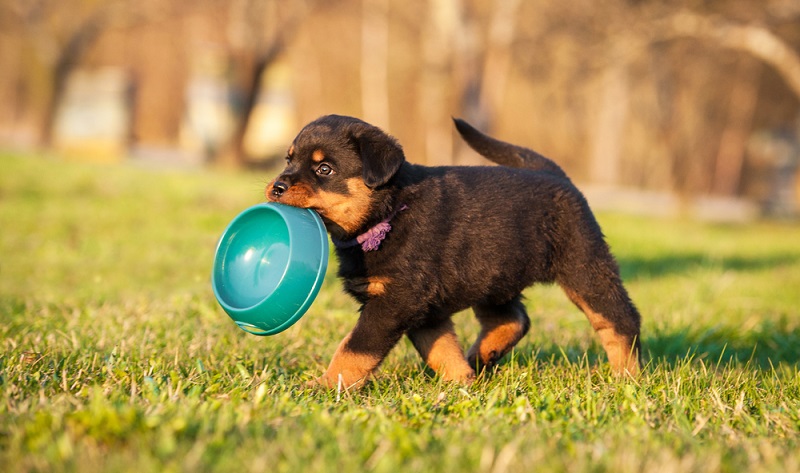 Klar ist, dass der Rottweiler zu den ältesten Hunderassen gehört. ( Foto: Shutterstock-Rita_Kochmarjova )