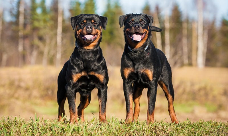Auf der Suche nach einem geeigneten Rottweiler Welpen wird man besonders online auch schnell auf unseriöse Angebote stoßen. ( Foto: Shutterstock-Rita_Kochmarjova )