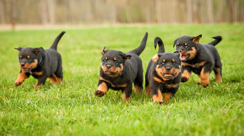 Zieht der Rottweiler Welpe letztendlich in sein neues Zuhause ein, bedeutet das eine große emotionale Belastung für das Tier. ( Foto: Shutterstock-Rita_Kochmarjova )