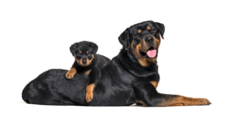 Rottweiler Welpen sollten grundsätzlich nur bei seriösen Züchtern gekauft werden. (Foto: Shutterstock- Eric Isselee )