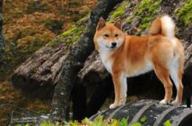 Shiba Inu: Der kleine Japaner (Foto: Shutterstock-_Ricantimages)