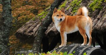 Shiba Inu: Der kleine Japaner (Foto: Shutterstock-_Ricantimages)