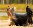 Yorkshire Terrier: warum Du ihn sofort in dein Herz schließen wirst (Foto: Shutterstock-Margarita Zhuravleva )