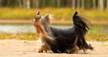 Yorkshire Terrier: warum Du ihn sofort in dein Herz schließen wirst (Foto: Shutterstock-Margarita Zhuravleva )