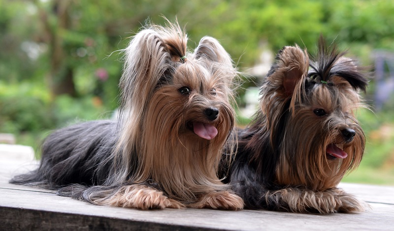 Der Yorkie-Boom, der aufgrund seiner ungehemmten Beliebtheit ungebrochen ist, wirkt sich leider auch auf die Gesundheit der Terrier aus. (Foto: Shutterstock-_Mr. SUTTIPON YAKHAM)