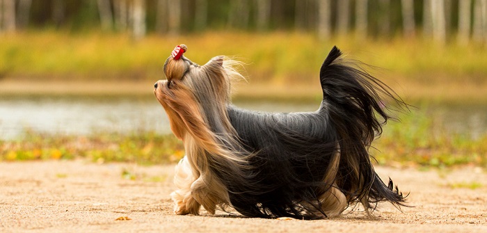 Yorkshire Terrier: warum Du ihn sofort in dein Herz schließen wirst (Foto: Shutterstock-Margarita Zhuravleva )