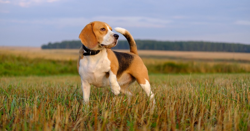 Ein mittelgroßer Hund mit eher kurzen als langen Beinchen, das ist Beagle. Sein Körperbau ist athletisch, kräftig und kompakt. (Foto: Shutterstock- lexey Androsov_)