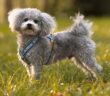 Bolonka Zwetna: Ein kleiner verspielter Herzensbrecher ( Foto: Shutterstock -kb-photodesign _)