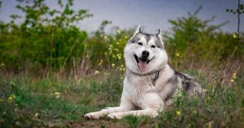 Husky: Schlittenhunde aus dem hohen Norden ( Foto: Shutterstock-Voltgroup )
