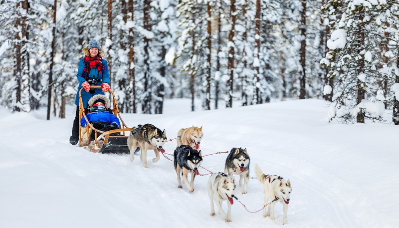 Bei Schlittenrennen kann ein Gespann schonmal vier bis 20 Hunde umfassen. ( Foto: Shutterstock-BlueOrange Studio)