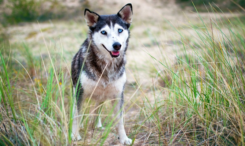 Große Hunderassen werden gerne mit Husky verpaart. (Foto: Shutterstock-_Julija Kumpinovica )