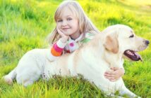 Labrador Retriever: Ein Hund für die ganze Familie (Foto: Shutterstock-Rohappy)