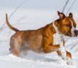 Staffordshire Terrier: Kampfhund oder Nanny Dog? ( Foto: Shutterstock- Aneta Jungerova )