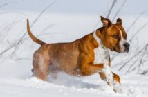 Staffordshire Terrier: Kampfhund oder Nanny Dog? ( Foto: Shutterstock- Aneta Jungerova )